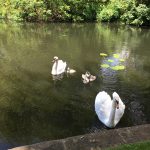 baby cygnets on the lake